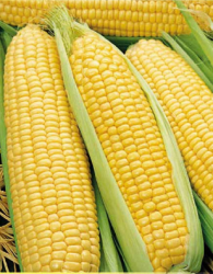 Кукуруза сахарная Золотой Бантам - фото