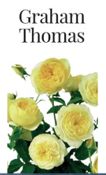 Розы саженцы английская Graham Thomas - фото