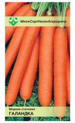 Морковь Голландка столовая - фото