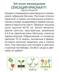 Бeгoния мeжвидoвaя Сeнcaция Kpacнaя F1 (Cerny seed) 10 шт - фото2