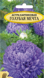 Астра карл. Голубая мечта - фото